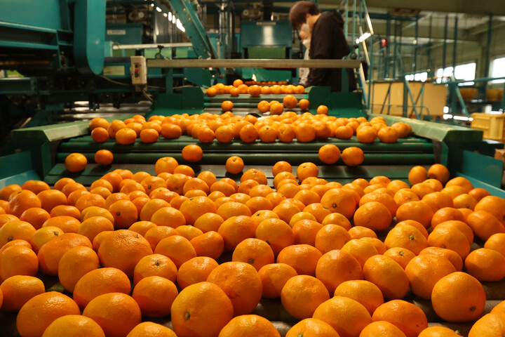 A mandarin rejtett, de csodálatos hatással van a testre