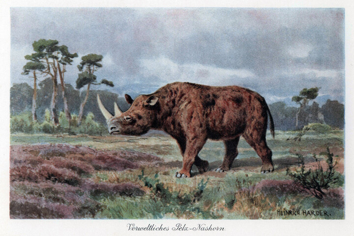 Jégkorszaki farkas gyomrából sikerült megoldani egy kihalt faj rejtélyét