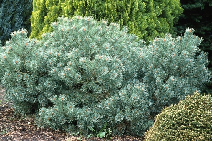 Miért tűnik üresnek a kert télen?