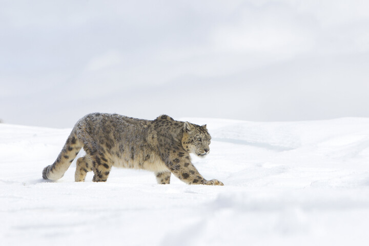Síelőt támadott meg egy hópárduc + VIDEÓ