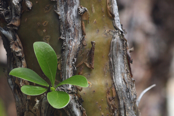 Kutatóknak sikerült feltámasztaniuk egy 1000 éves bibliai fát