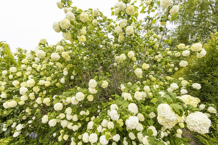 Ha ezen a télen egy növényt ültetünk a kertbe, ez legyen az