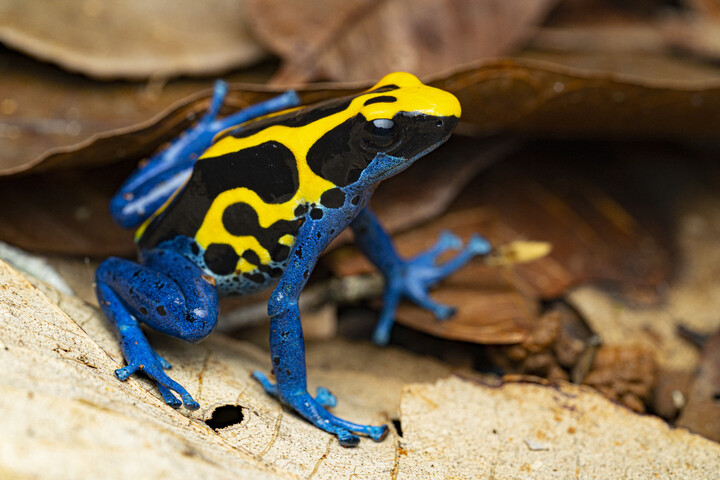 A legfurcsább védekezési stratégiák az állatvilágban