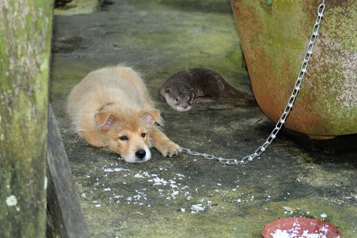 Fotó: AFP/Biosphoto/Stéphanie Meng Jogerős ítélet egy kutyavonszolás ügyében