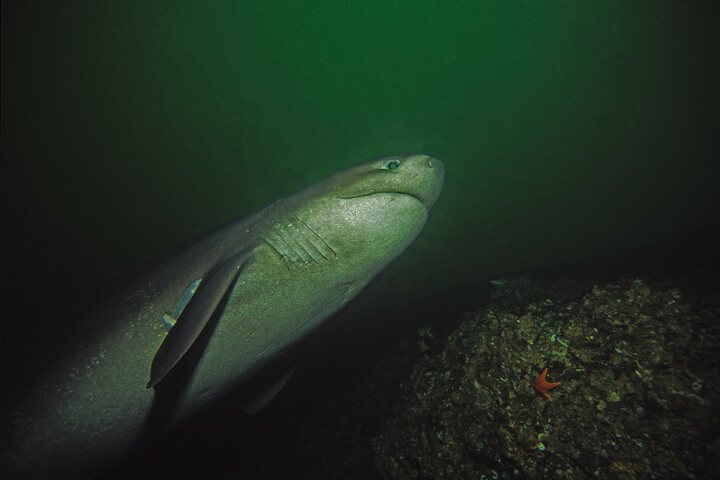 Rejtélyes lény tartja rettegésben az óceán fenekét