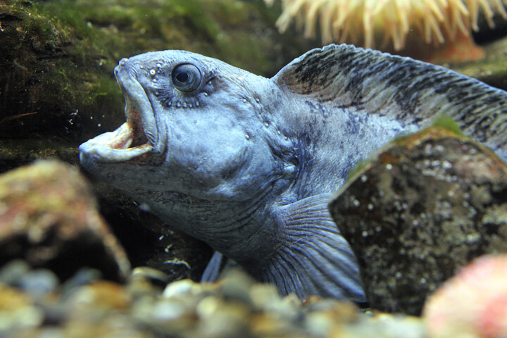 Érdekes dolog derült a farkashal fogairól