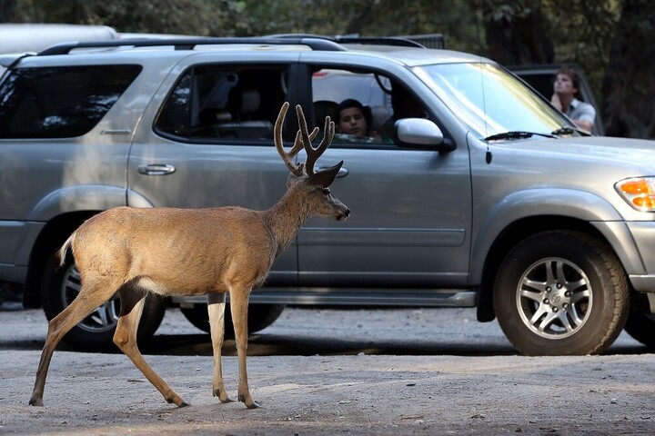 Megdöbbentő fotók az Esztergomban bevásárló szarvasról