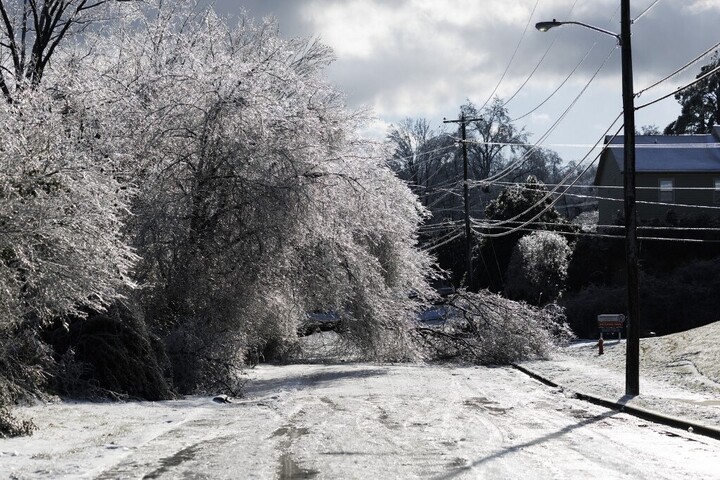 Tényleg vannak „robbanó fák” az Egyesült Államokban?