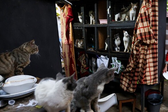 Szétverte a cicaházakat a kegyetlen vandál