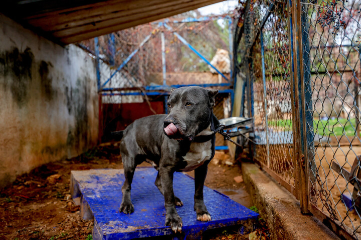 Pitbull marcangolhatott halálra egy férfit