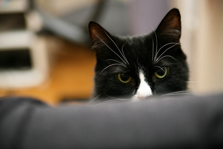 A kutya javítja a memóriát, a macska a beszédet