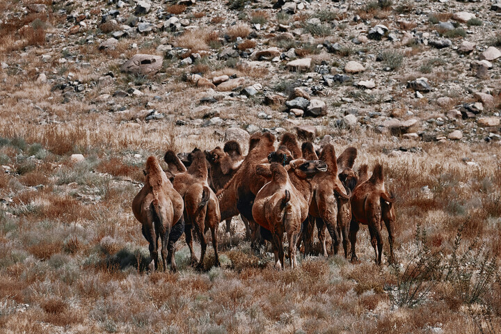 Csak egy emlős képes meginni a sós vizet, a tudósok sem értik hogyan