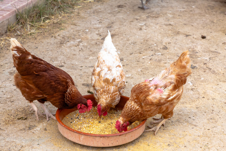 Nyugdíjas tyúkokat toboroznak