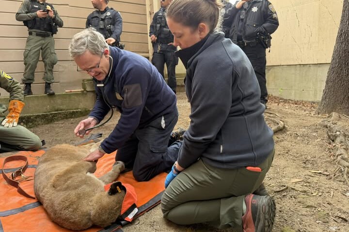 Puma kószált San Franciscó utcáin