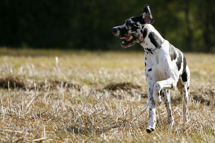 A világ legmagasabb kutyája bekerült a Guinness Rekordok Könyvébe
