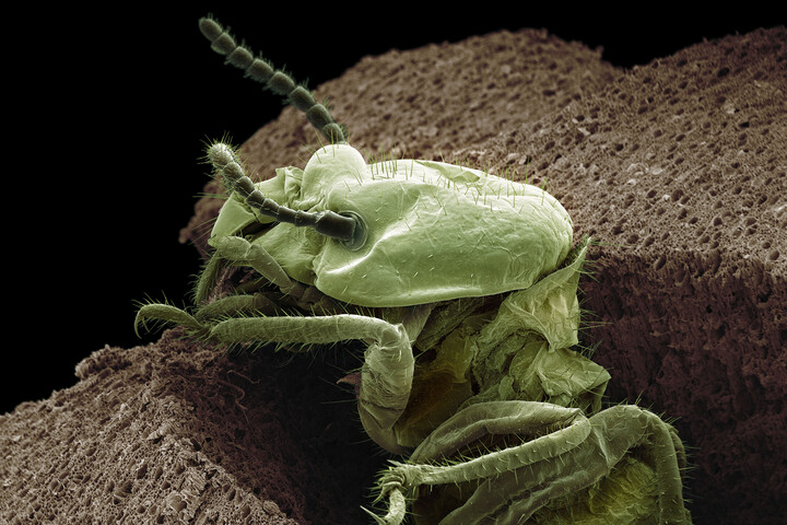 Hangya-antibiotikum? A természet megint előbb tudta