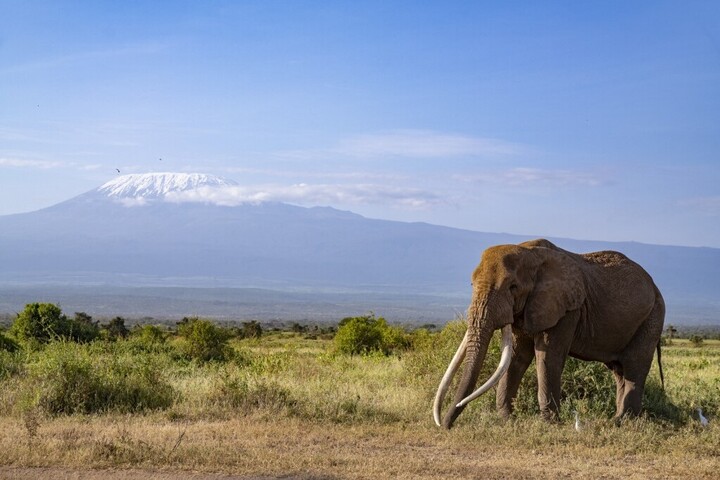 Elpusztult a legendás kenyai "szuperelefánt"