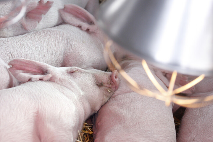 Fotó: MH-archív/Horváth Péter Gyula Elindult az Agrár Széchenyi Kártya új alkonstrukciója