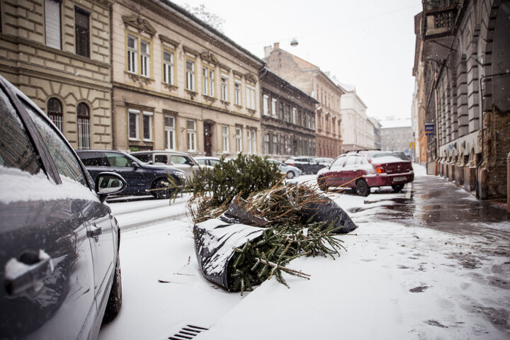 Ki lehet még tenni a fenyőfákat a ház elé