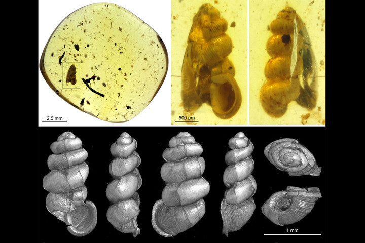 Kilencvenkilencmillió éves titok a föld alatt