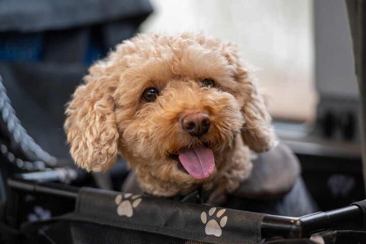A kutyák titkos fegyvere