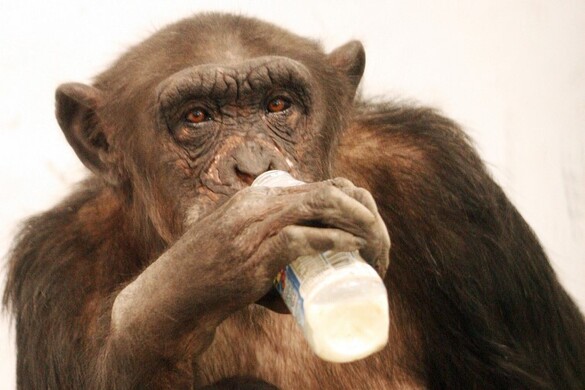 Elpusztult Japánban a „csodacsimpánz”
