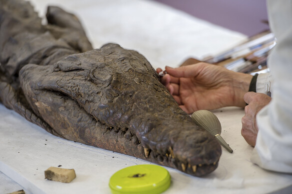 Krokodilmúmiát fedeztek fel Egyiptomban