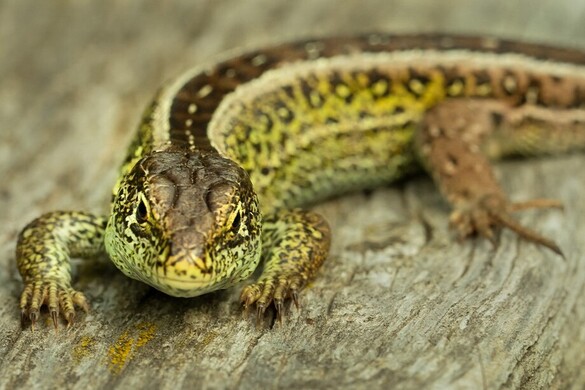 Megvan az év hüllője