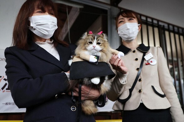 Ismét egy macska lett az állomásfőnök