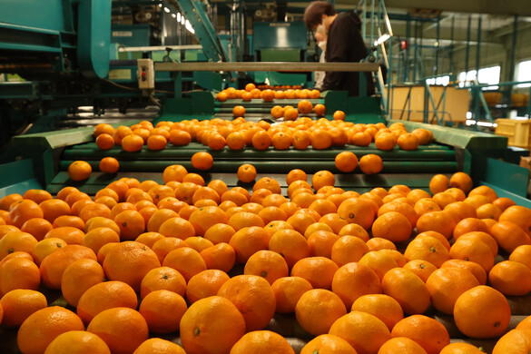 A mandarin rejtett, de csodálatos hatással van a testre