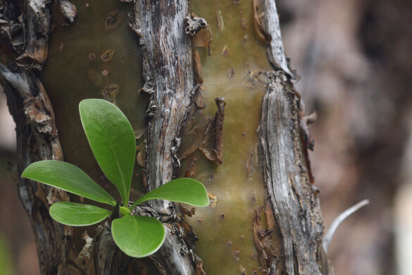 Fotó: Biosphoto via AFP/André Pascal Kutatóknak sikerült feltámasztaniuk egy 1000 éves bibliai fát