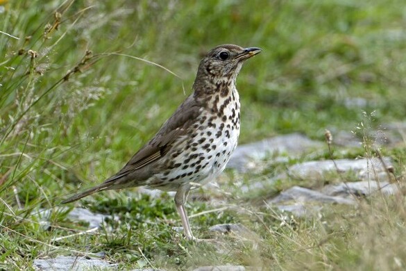 Apu-anyu egyként mutat