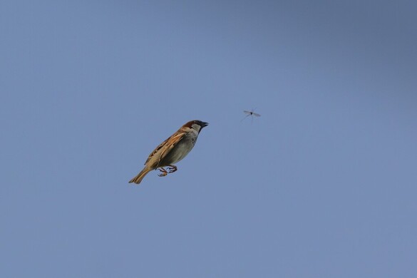 Kiszúrták a sok házi verebet