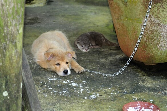 Jogerős ítélet egy kutyavonszolás ügyében