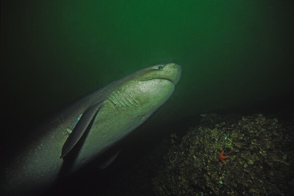 Rejtélyes lény tartja rettegésben az óceán fenekét