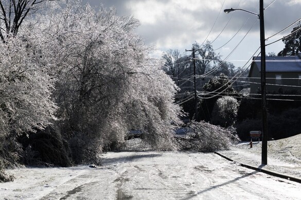 Tényleg vannak „robbanó fák” az Egyesült Államokban?