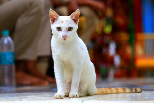 Hogyan „beszélnek” a macskák a farkukkal?