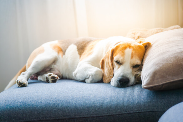 A horkolás egészségügyi kockázatot jelenthet a kutyák számára?