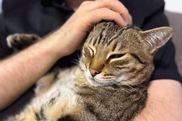 A macskák másképp üdvözlik a nőket, mint a férfiakat