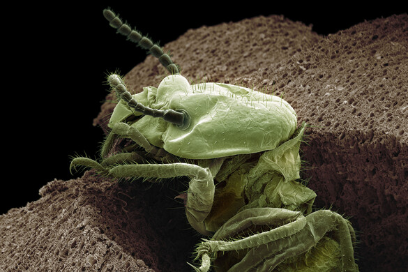 Hangya-antibiotikum? A természet megint előbb tudta