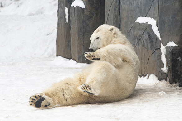 Így élvezik a havat a jegesmedve-bocsok + VIDEÓ
