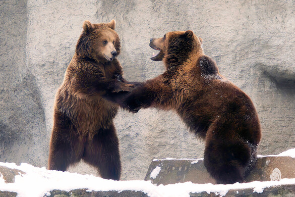 Kína ízeit kóstolhatják meg az állatkertben + VIDEÓ