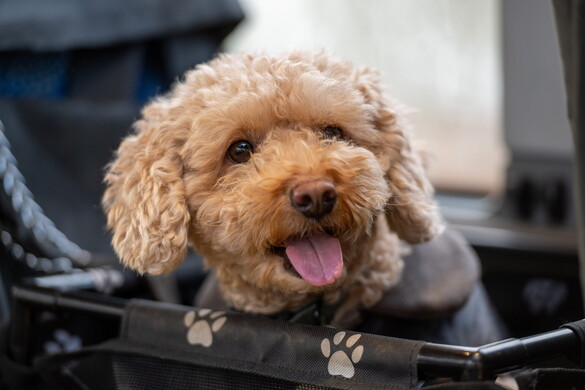 A kutyák titkos fegyvere