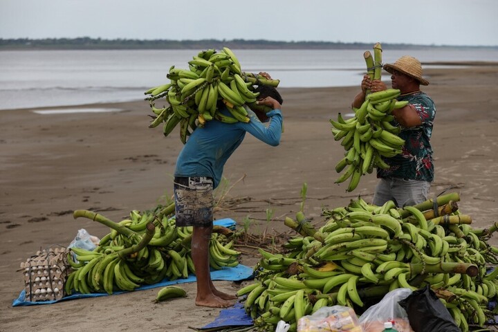 Veszélyes méreg jelent meg a banánban