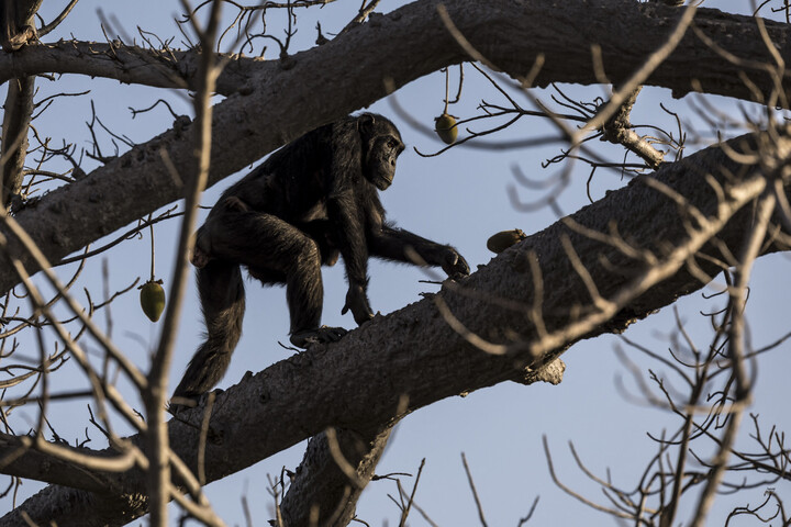 A gyászoló csimpánzok  tényleg megértik a halál fogalmát?