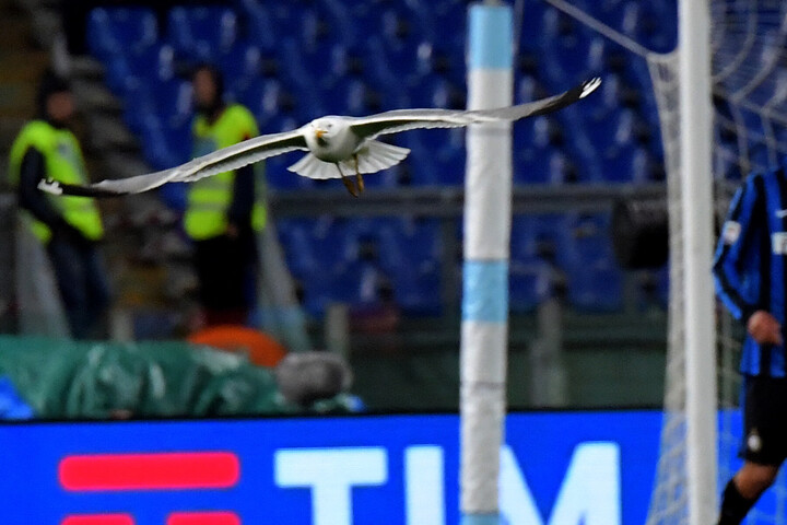 Fotó: AFP/Tiziana Fabi Sirályt élesztettek újra egy török futballmérkőzésen + VIDEÓ