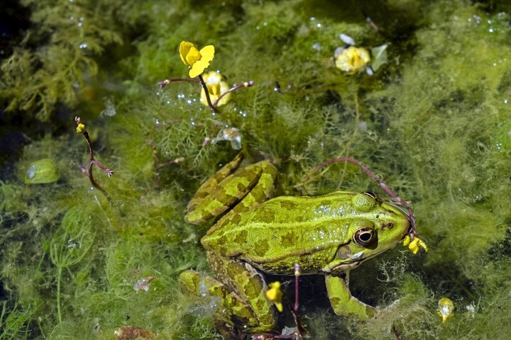 Mi fog történni a bolygóval, ha a békák kihalnak?