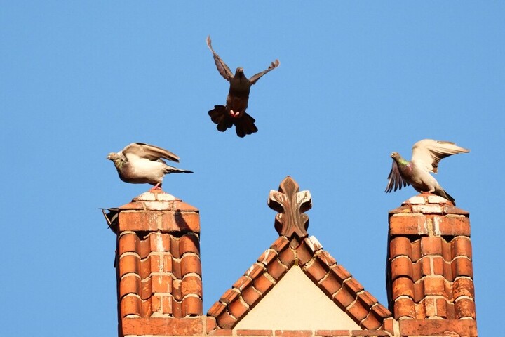 Egy kéményben holtan talált galamb titkosított üzenetet hozott a második világháborúból