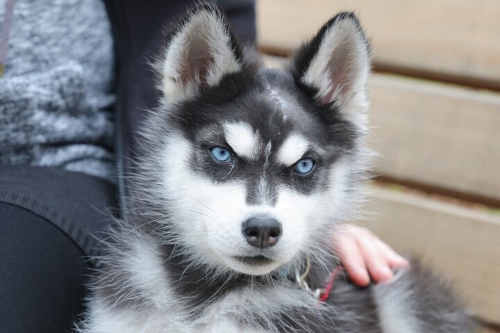 Új otthont kapnak a mentett kutyák