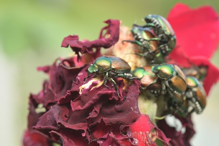 Veszélyes kártevő jelent meg Magyarországon